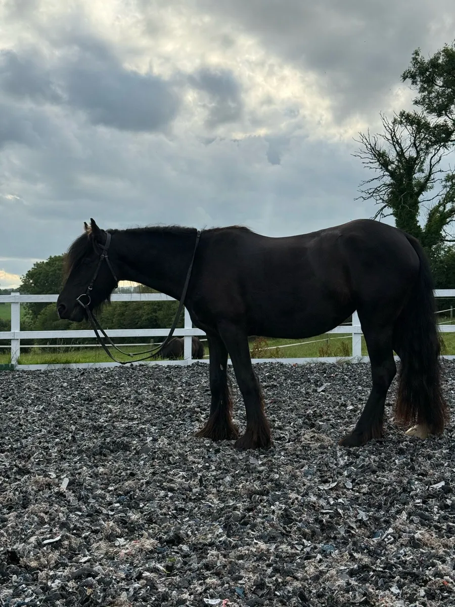 Stunning Black Cob Filly - Image 4
