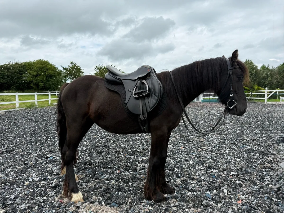 3yo Black Cob Filly - Image 1