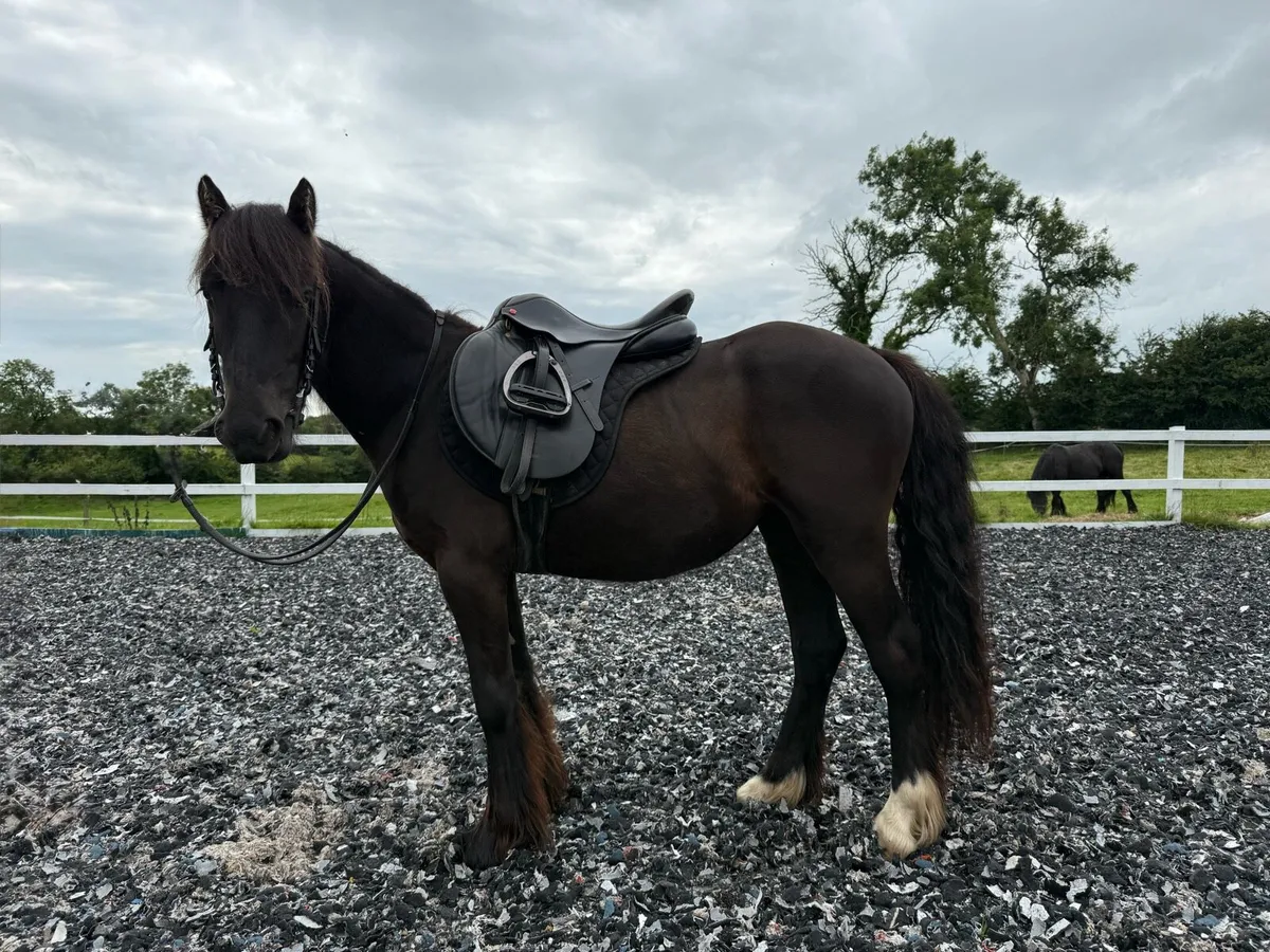 3yo Black Cob Filly - Image 2