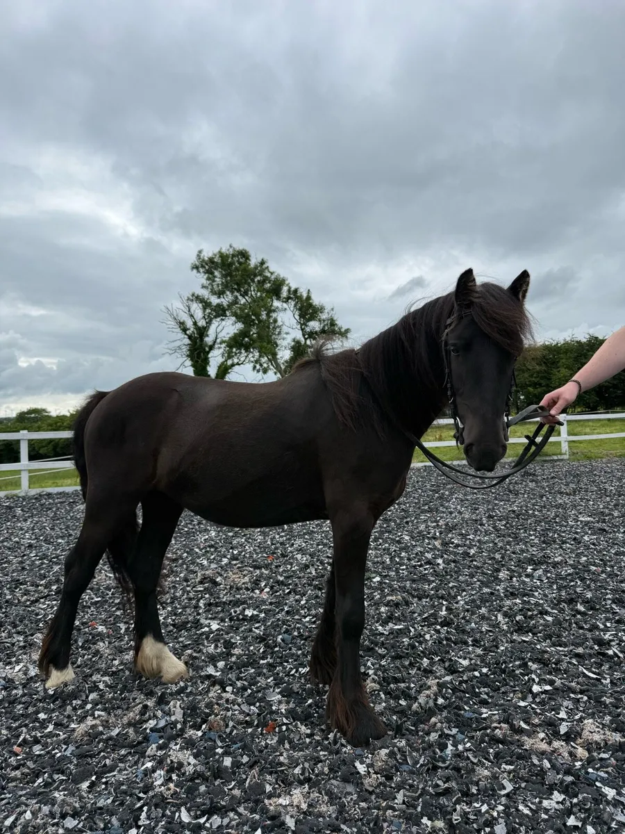 3yo Black Cob Filly - Image 3
