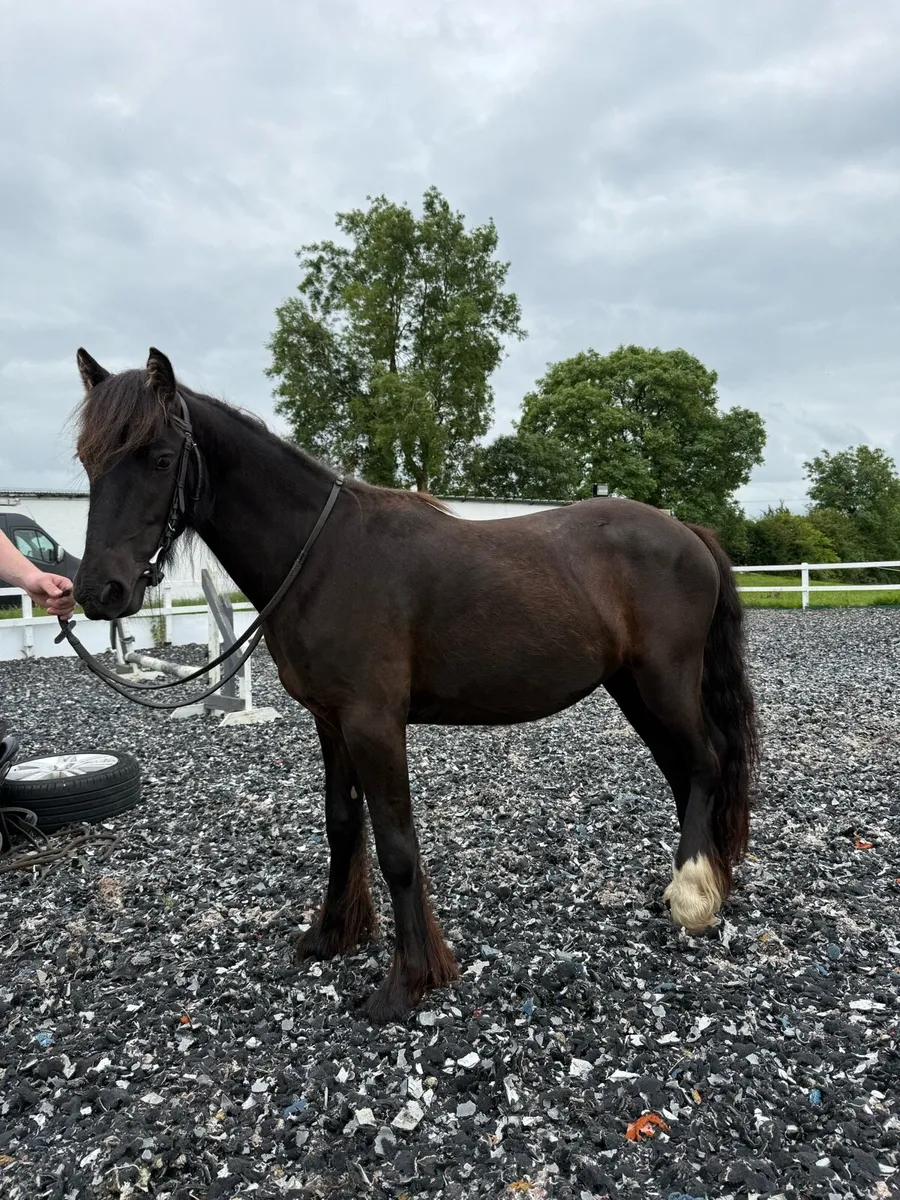 3yo Black Cob Filly - Image 4