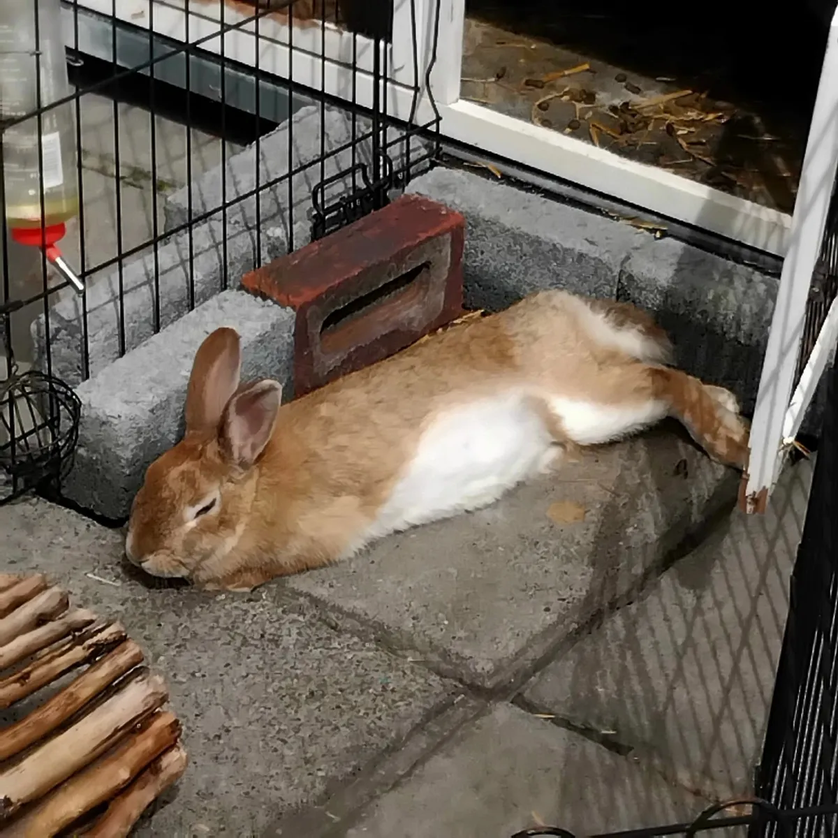 Rabbit - Image 2