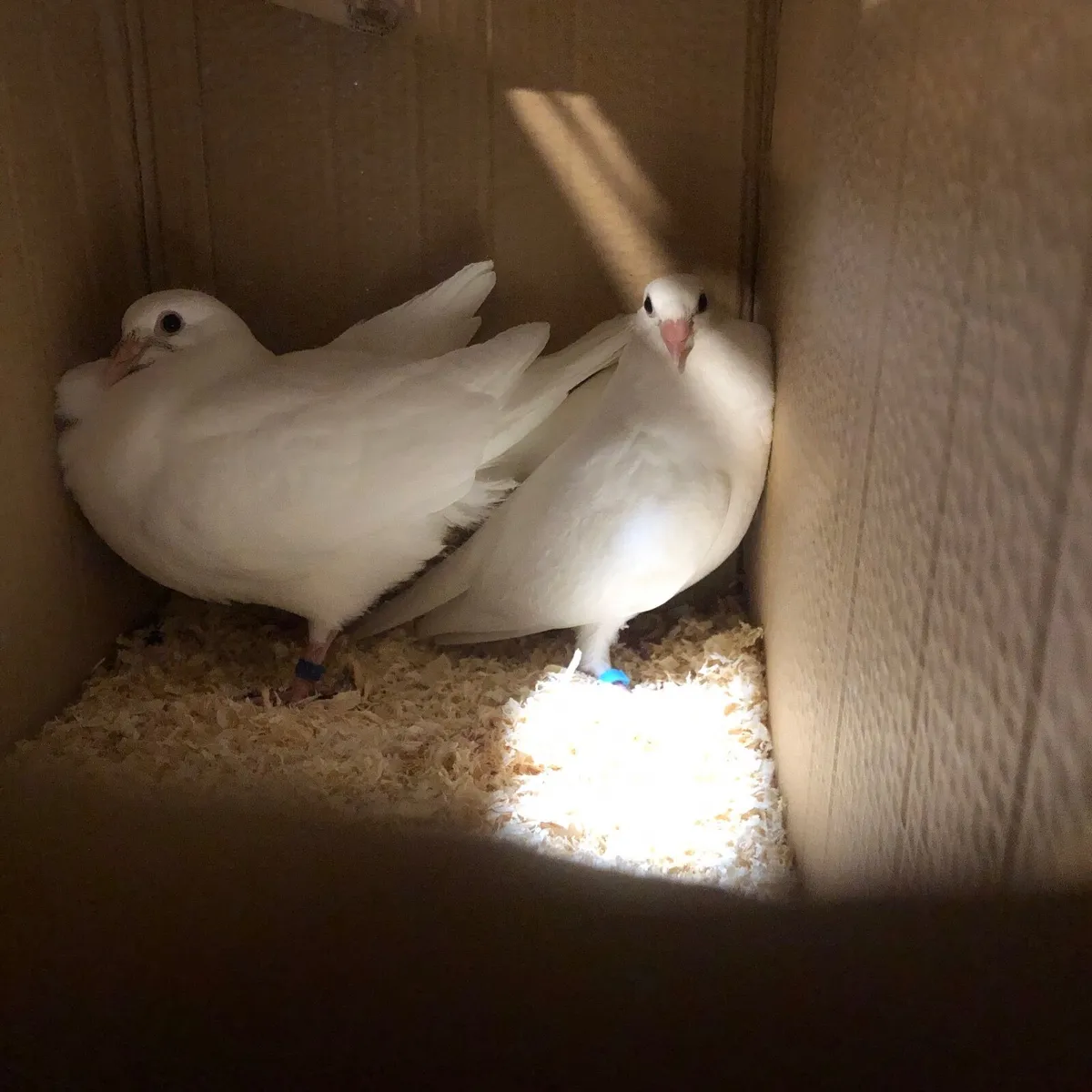 Birds - Image 1