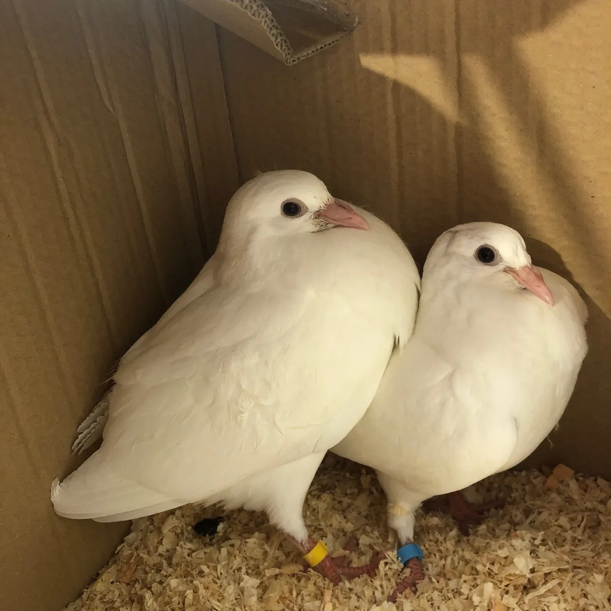 Birds - Image 2