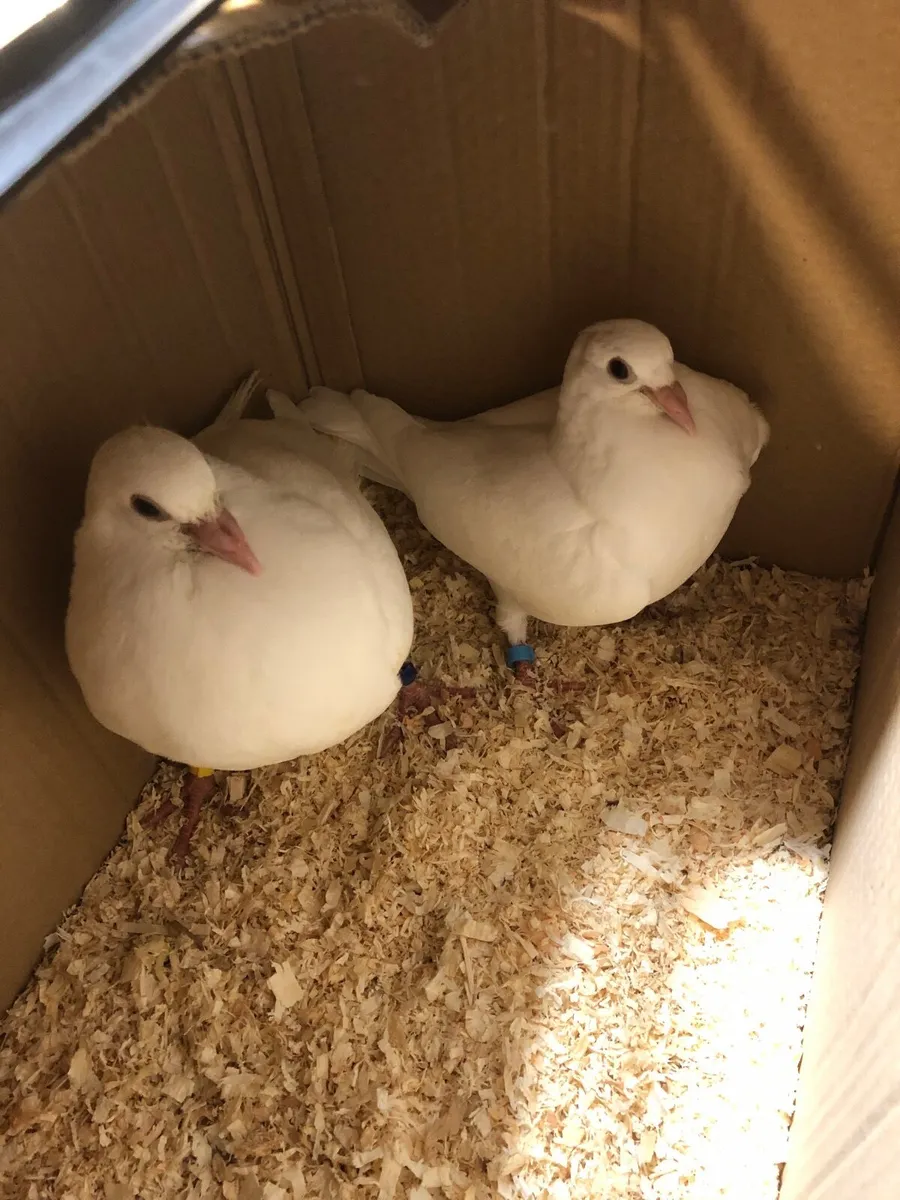Birds - Image 3