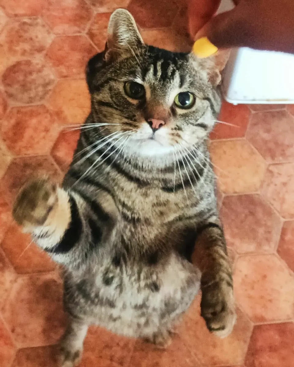 Cat - Image 1