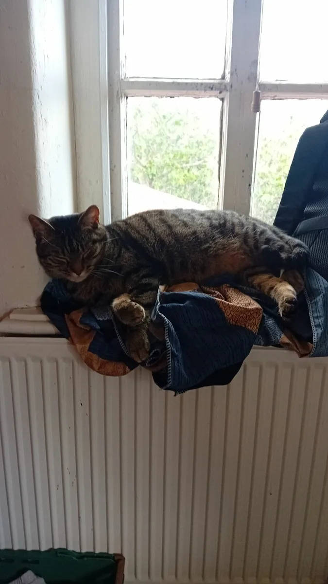 Cat - Image 2