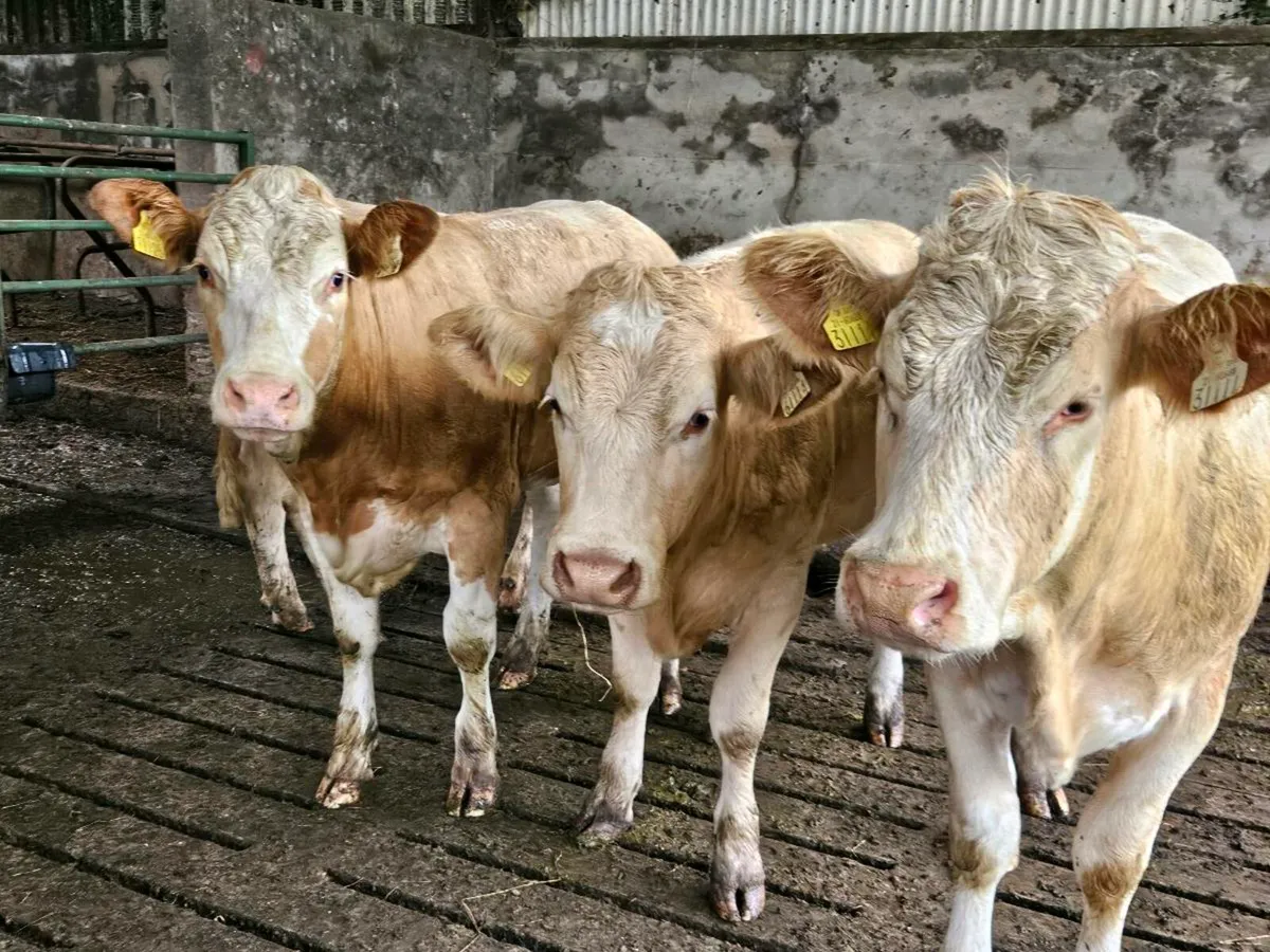 6 cracking yellow charlaois heifers for sale - Image 1