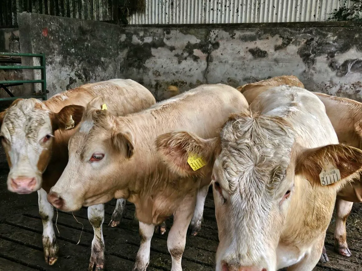 6 cracking yellow charlaois heifers for sale - Image 2