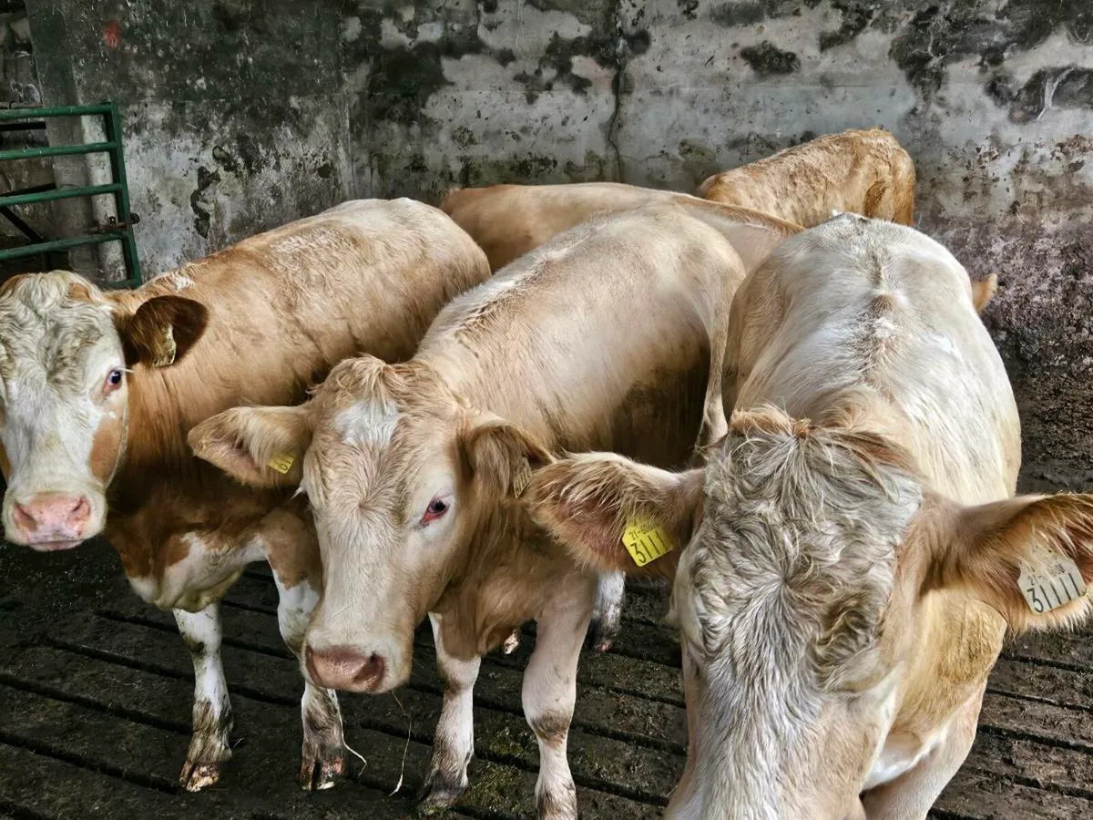 6 cracking yellow charlaois heifers for sale - Image 3