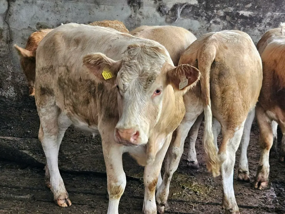 6 cracking yellow charlaois heifers for sale - Image 4
