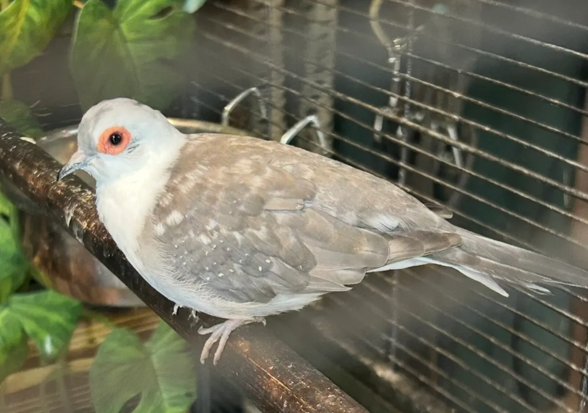 Diamond doves - Image 1