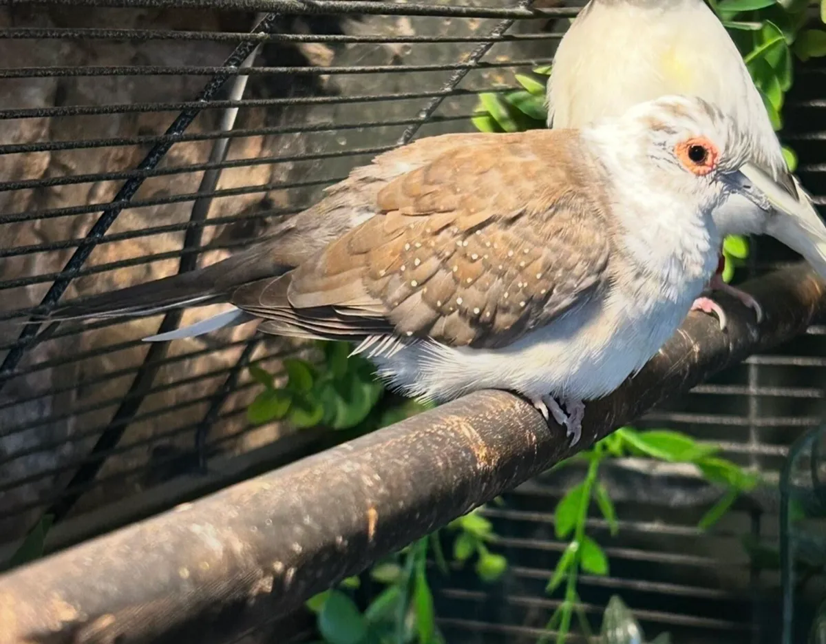Diamond doves - Image 2