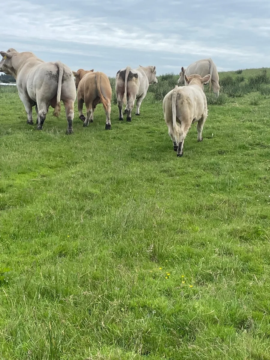 Pure bred charolais bull - Image 2