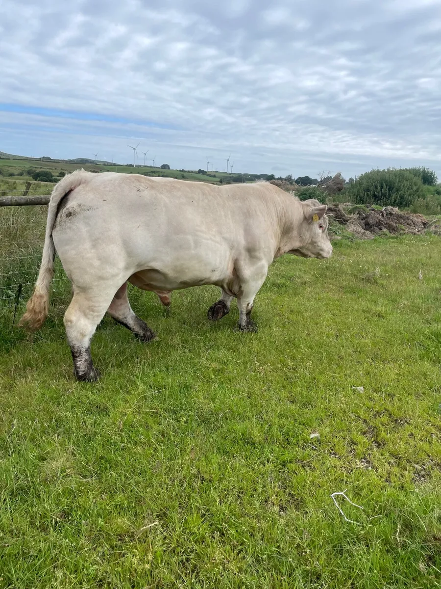 Pure bred charolais bull - Image 3