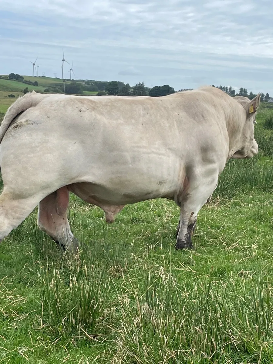 Pure bred charolais bull - Image 4