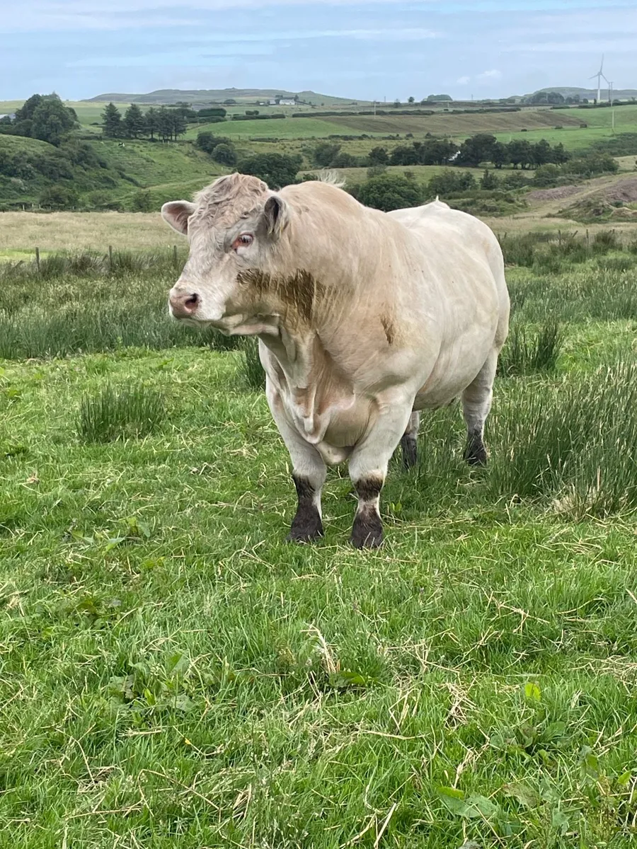 Pure bred charolais bull - Image 1