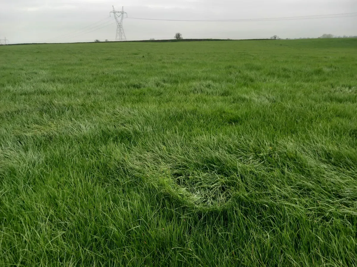 9 acres good quality grass - Image 1