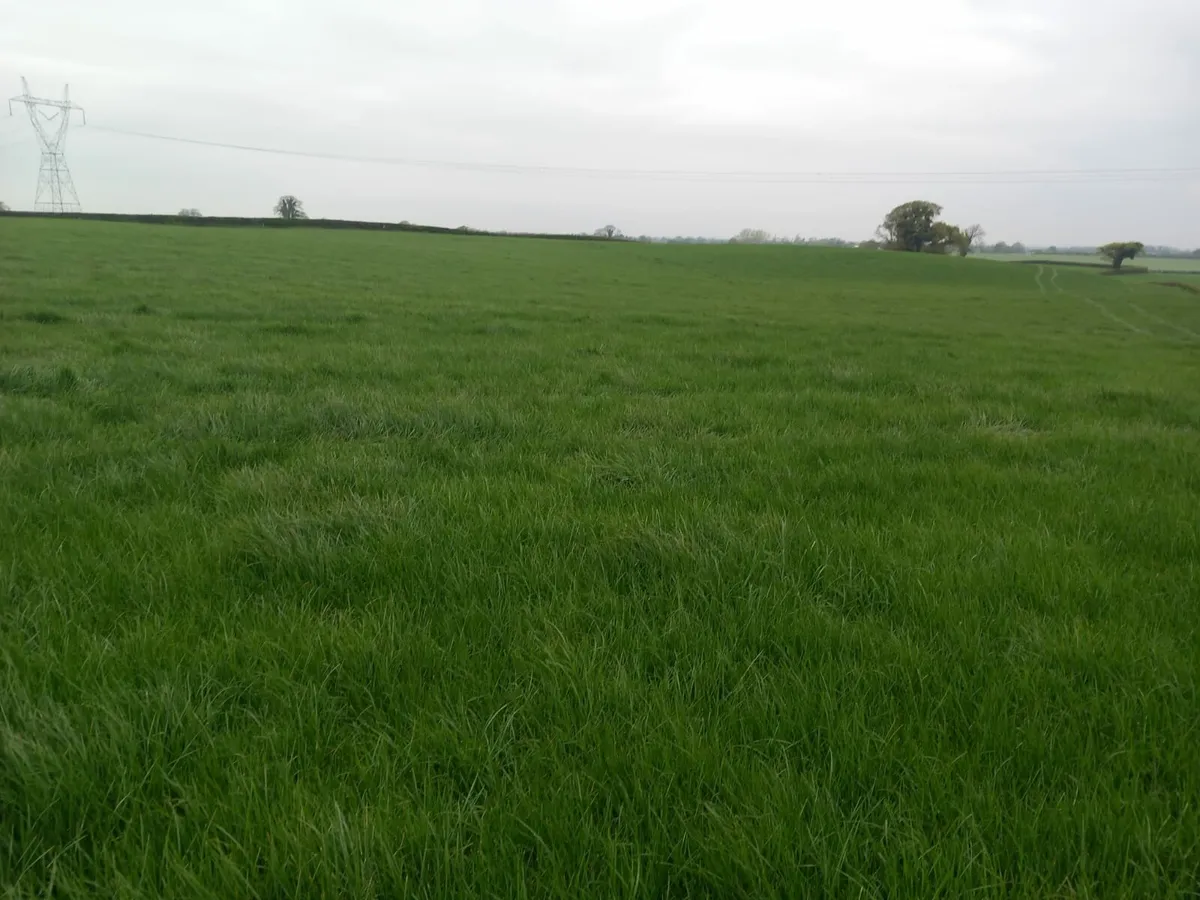 9 acres good quality grass - Image 2