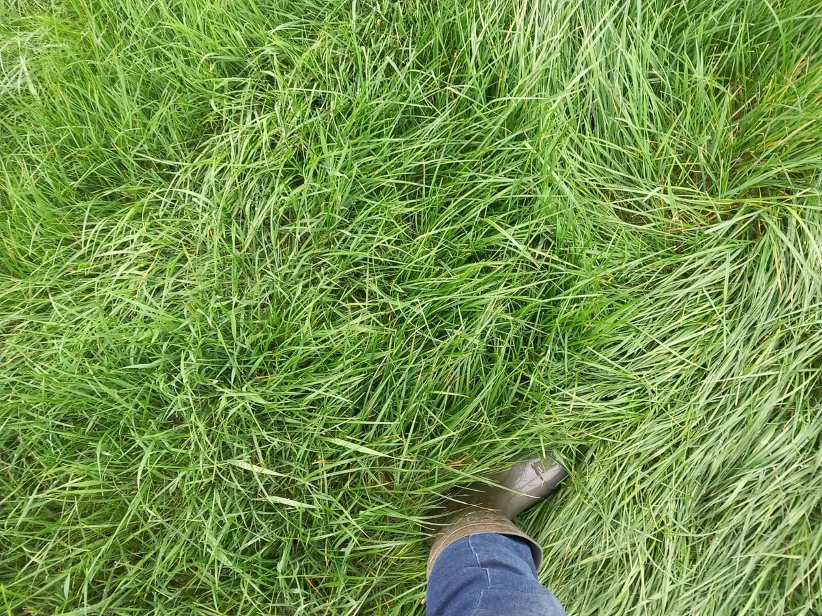 9 acres good quality grass - Image 3