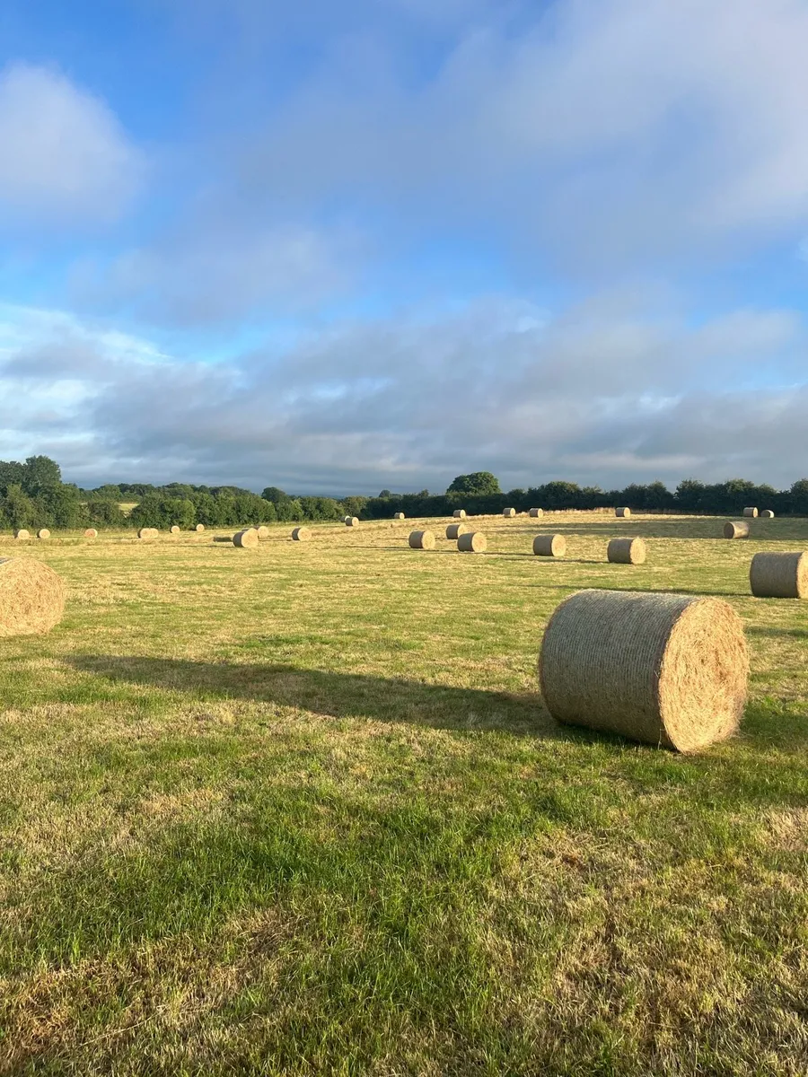 Hay - Image 2