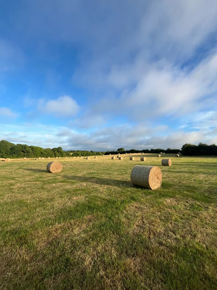 Hay - Image 3
