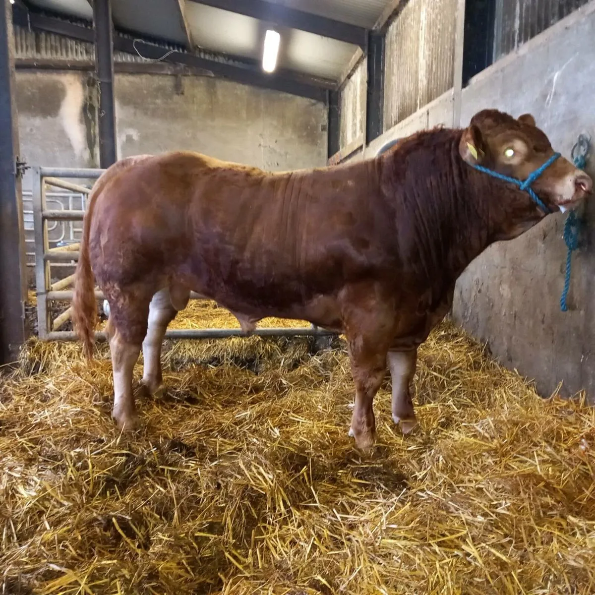 Bulls - Image 1