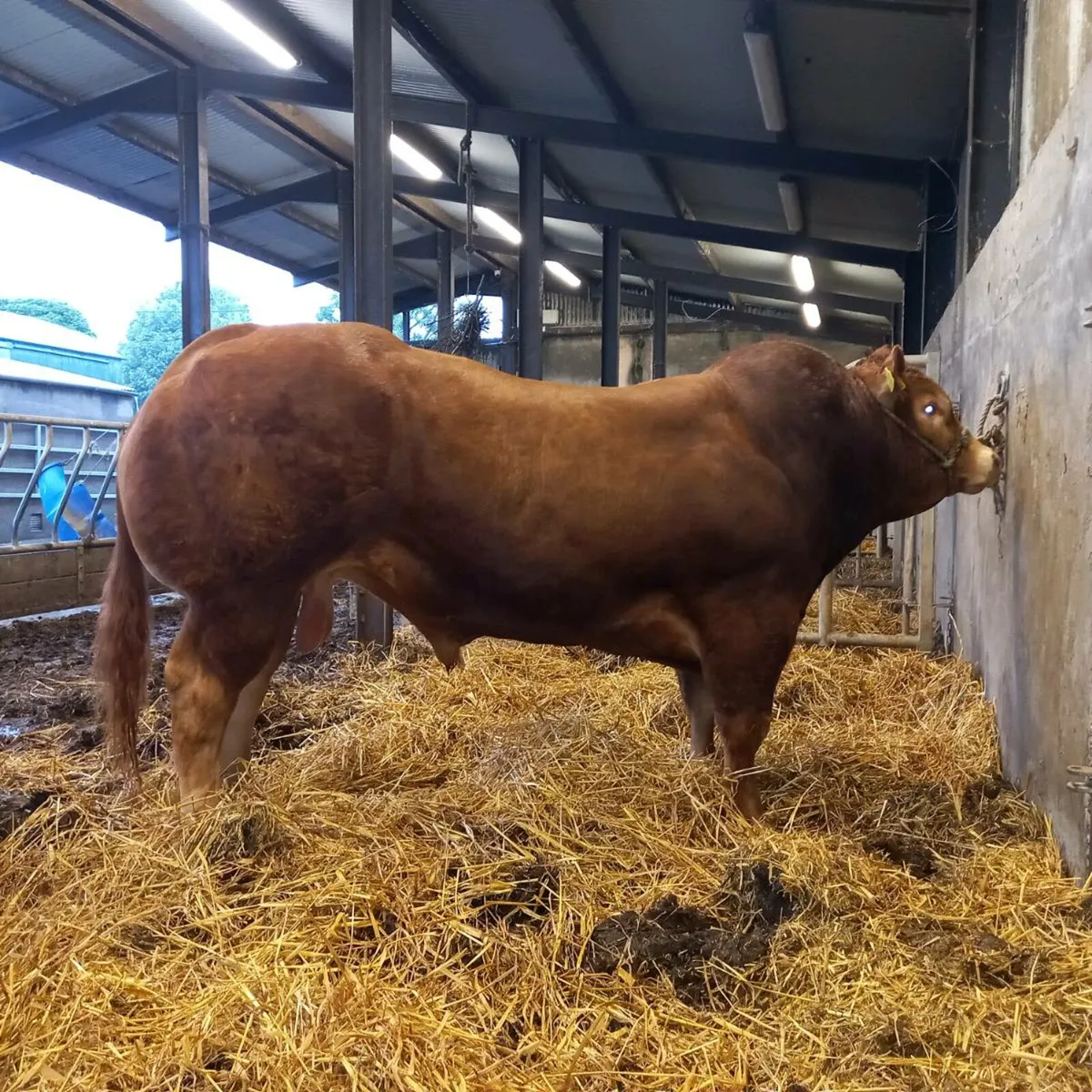 Bulls - Image 1