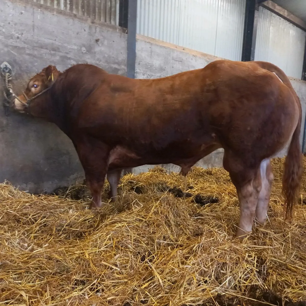 Bulls - Image 2