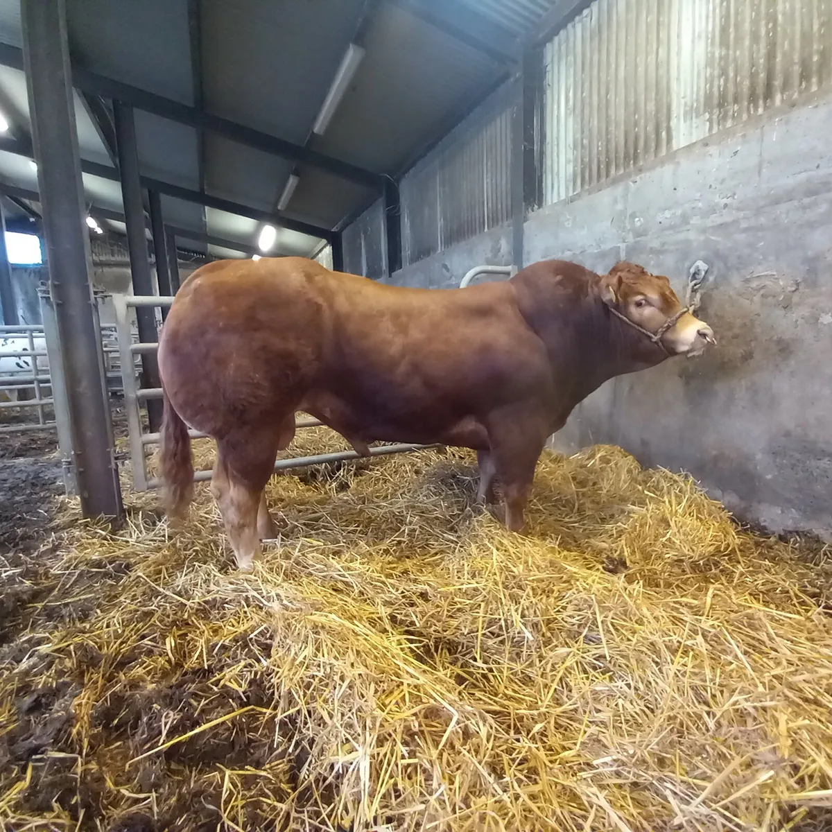 Bulls - Image 4