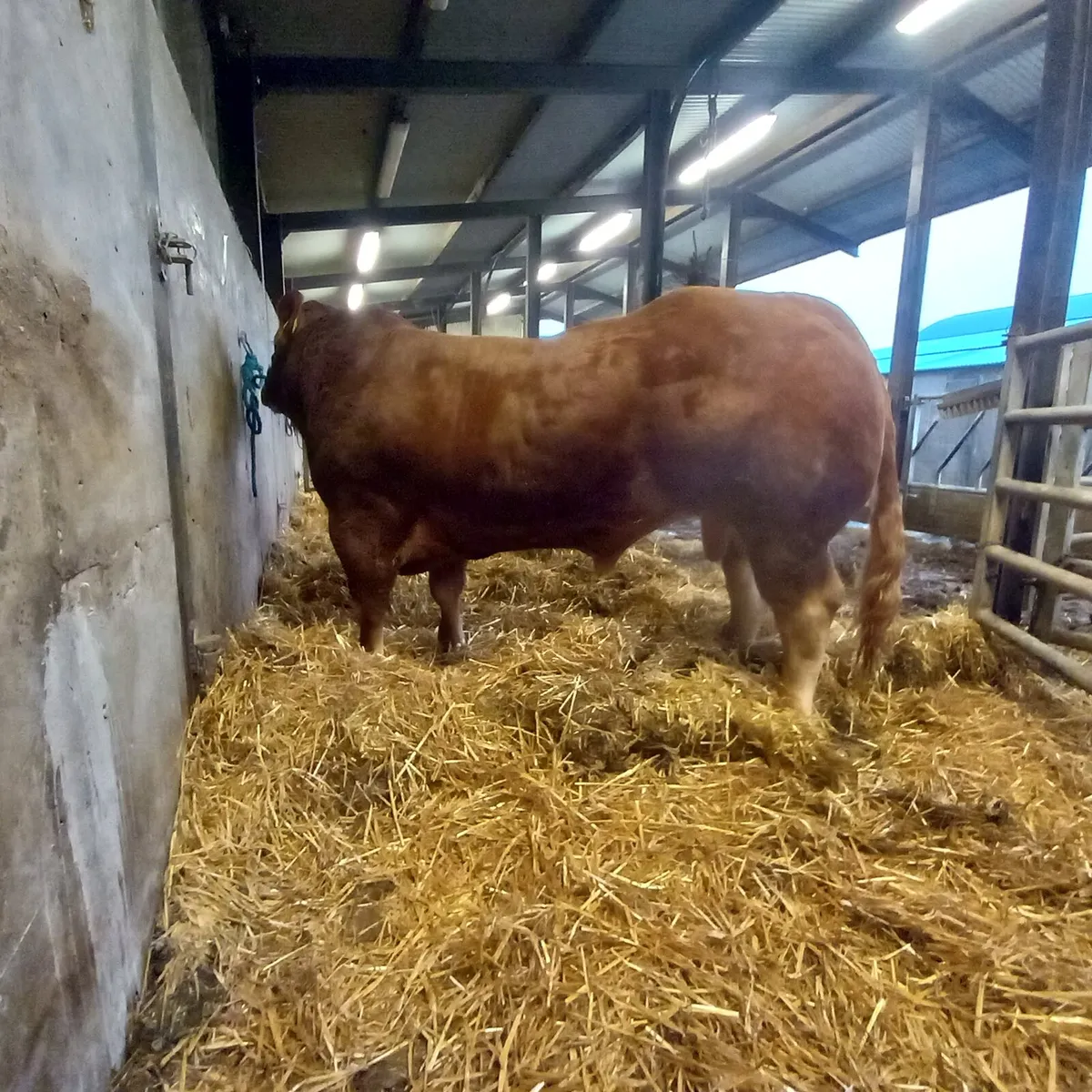 Bulls - Image 2