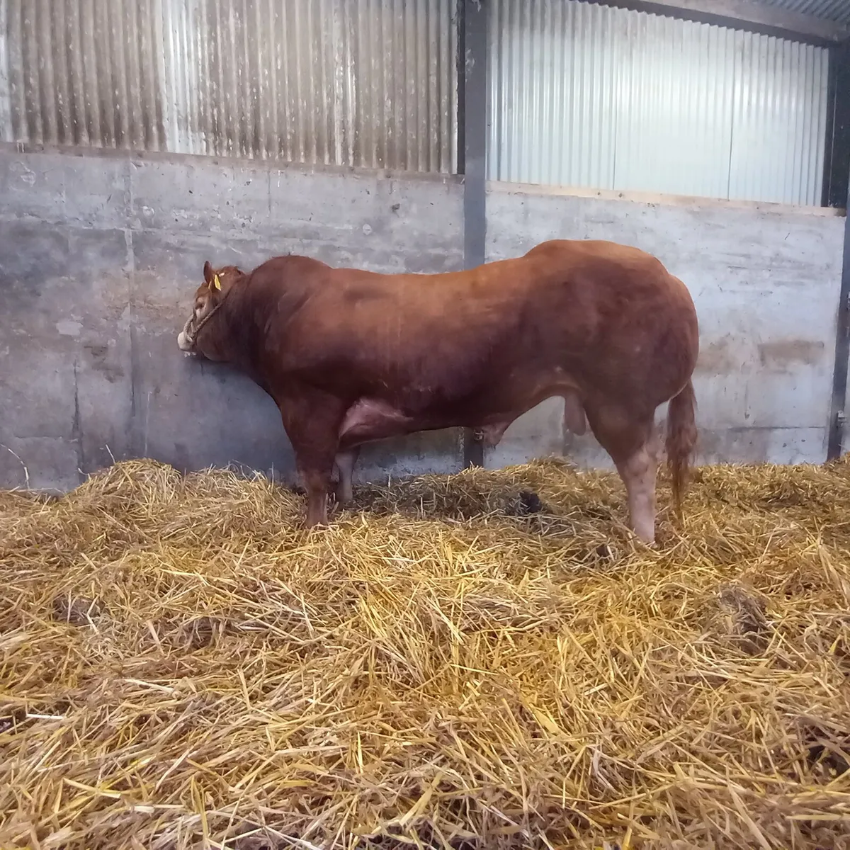 Bulls - Image 3