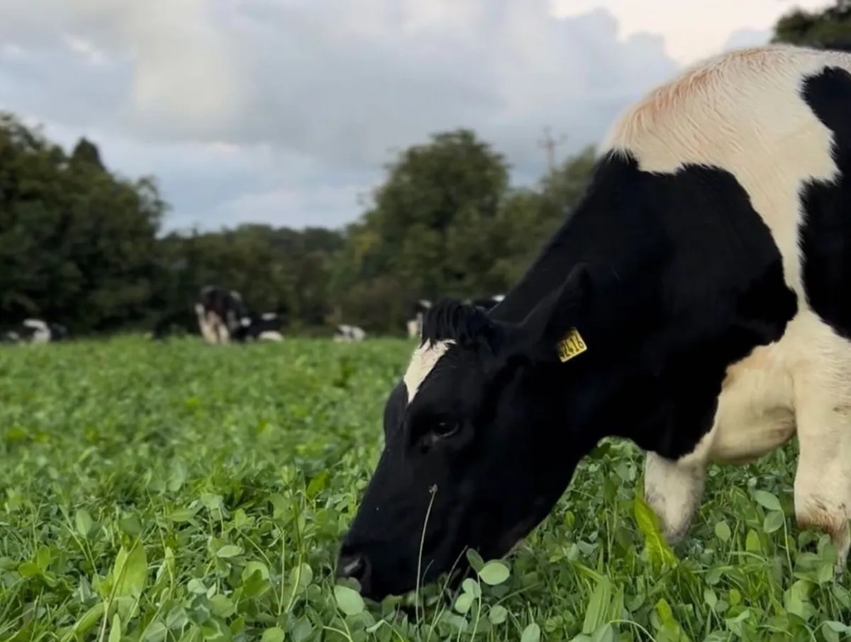 Dairy heifer contract rearing available - Image 1