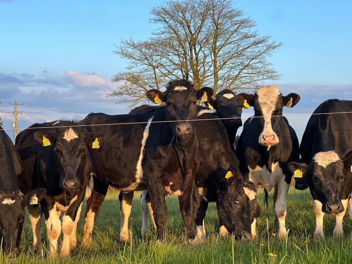 Dairy heifer contract rearing available - Image 3