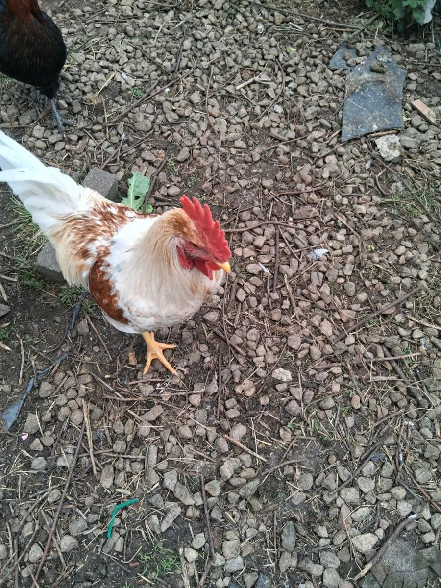 Rooster - free to good home