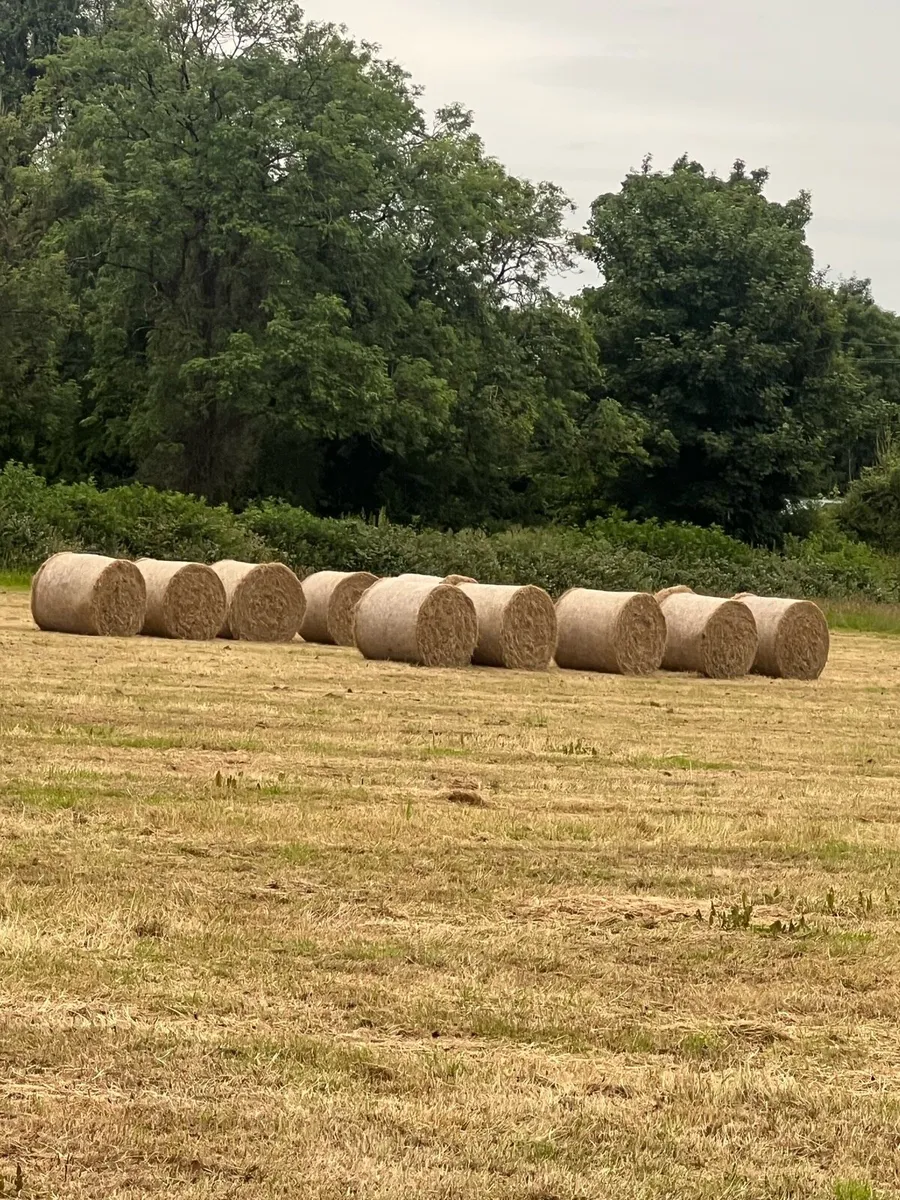 Hay