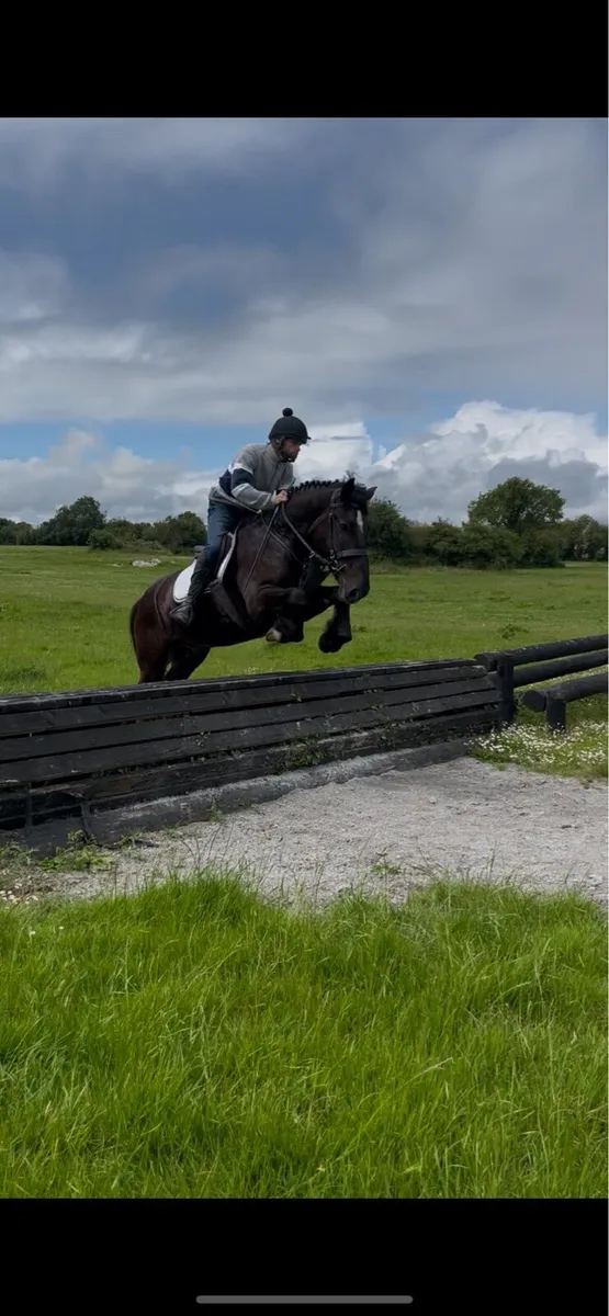 Goresbridge lot.174 2nd of July 15.1 gelding - Image 1
