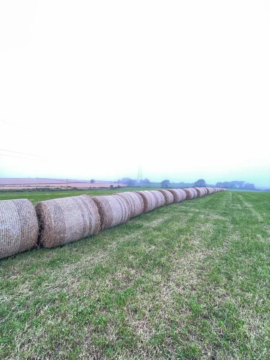 First crop hay - Image 1