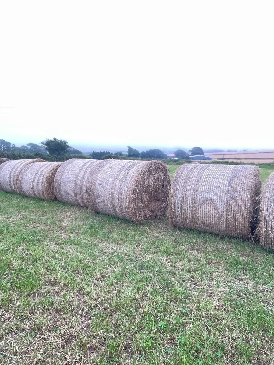 First crop hay - Image 2