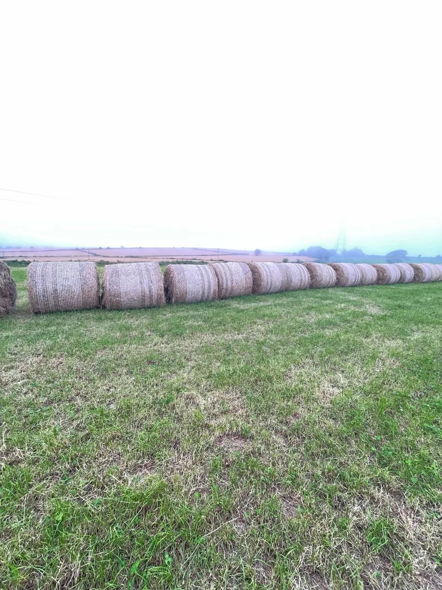 First crop hay - Image 3