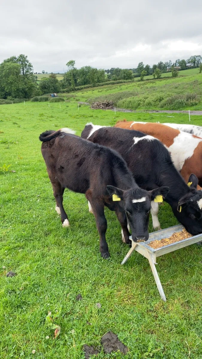 cattle