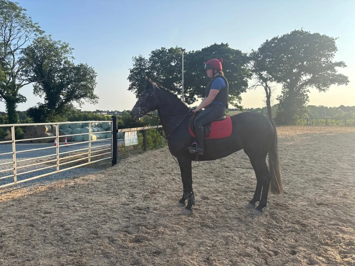 ⭐️Lot 434 Goresbridge Horse Sales⭐️ - Image 3