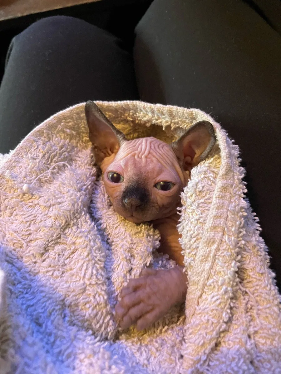 Sphynx kittens - Image 1