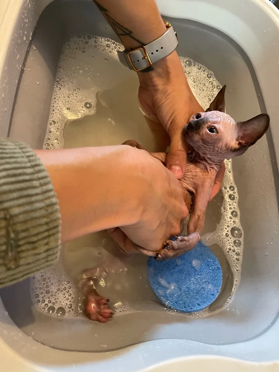 Sphynx kittens - Image 2