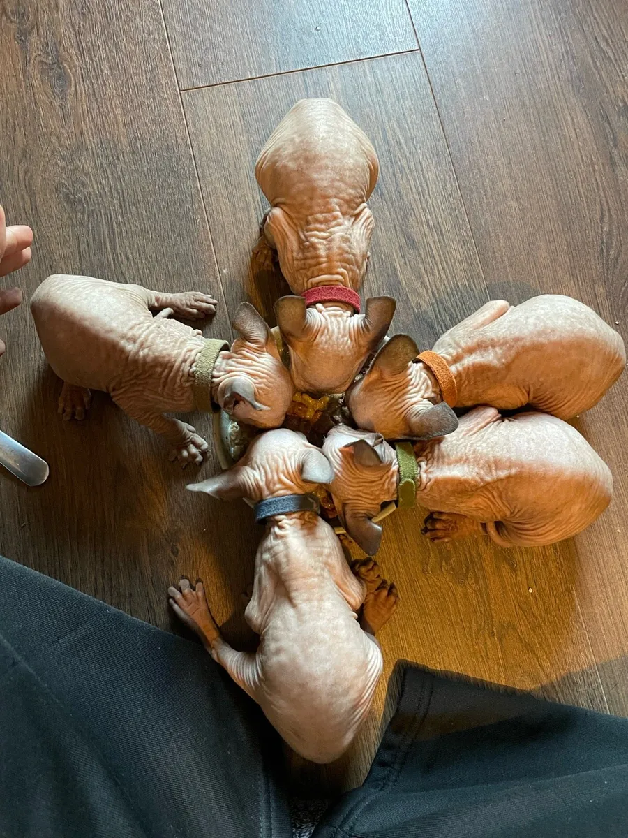 Sphynx kittens - Image 3