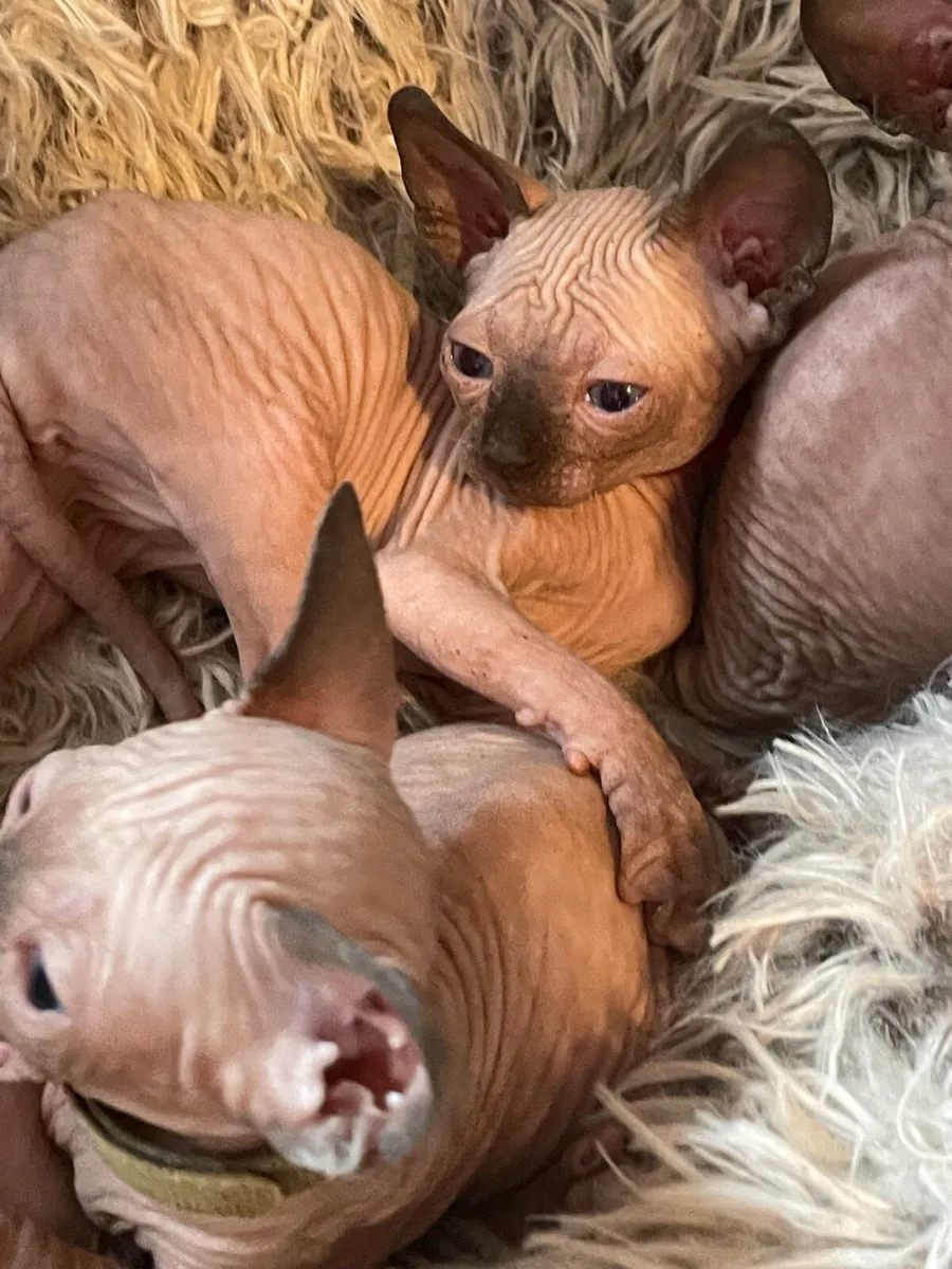 Sphynx kittens - Image 4