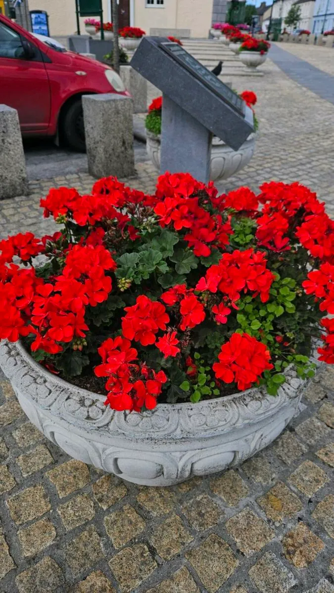 Geraniums, Summer Bedding - Image 1