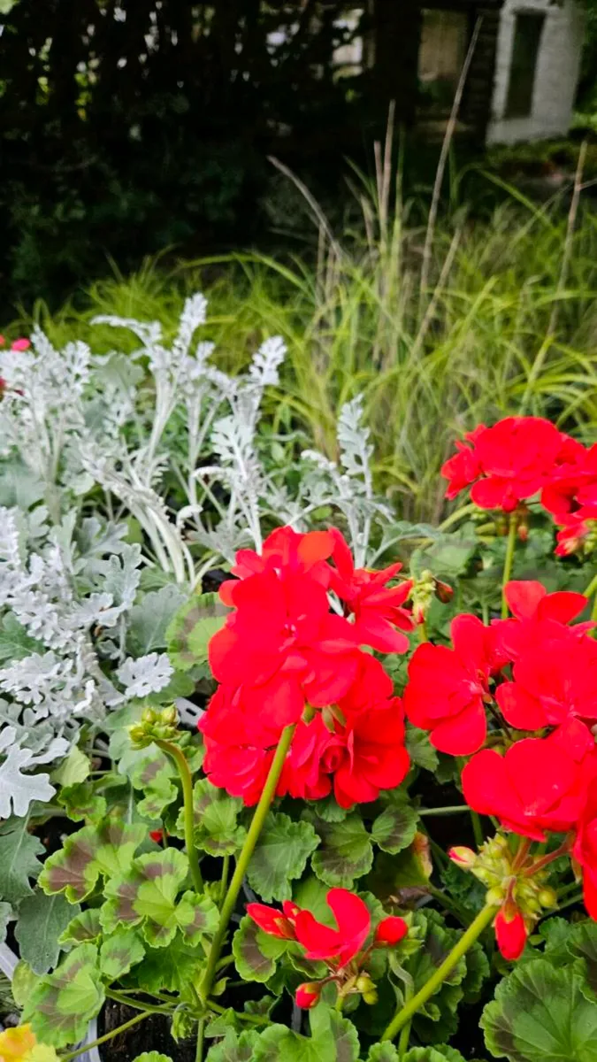 Geraniums, Summer Bedding - Image 2