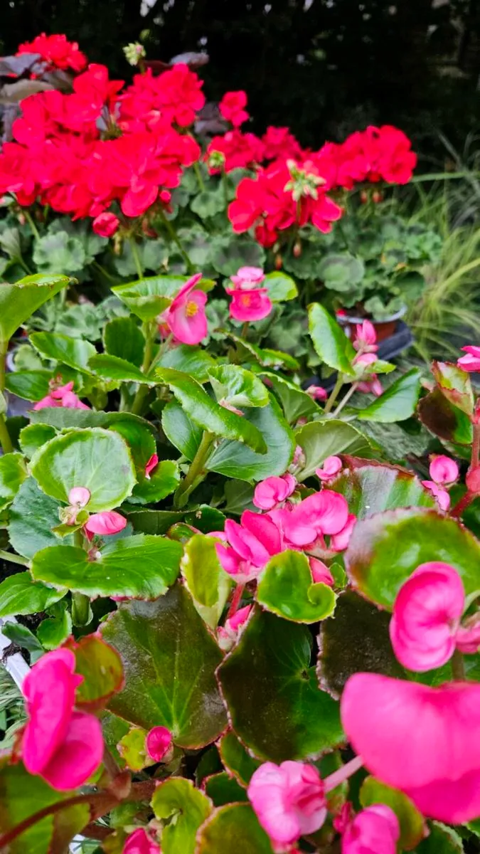 Geraniums, Summer Bedding - Image 4