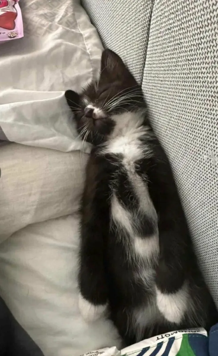 2 Month Old Male Kitten with Accessories - Image 1